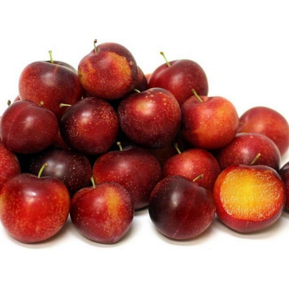 Prunus cerasifera, Thundercloud Plum, Myrobalan